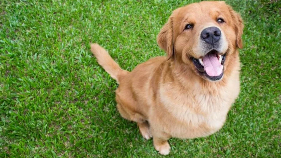 Alerta Pet: Raças Mais Propensas ao Câncer e Como Proteger Seu Amigo