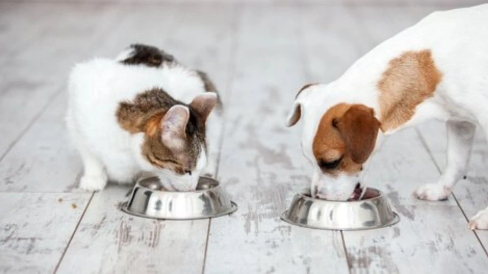 Alimentação de pets com câncer: mitos, cuidados e recomendações