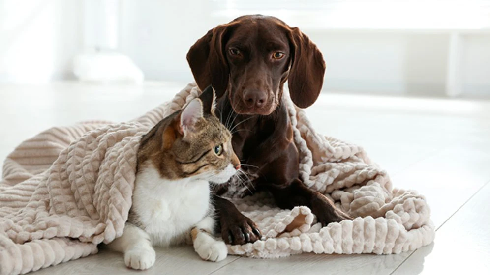 Cuidados com o pet no inverno: atenção redobrada com pacientes oncológicos