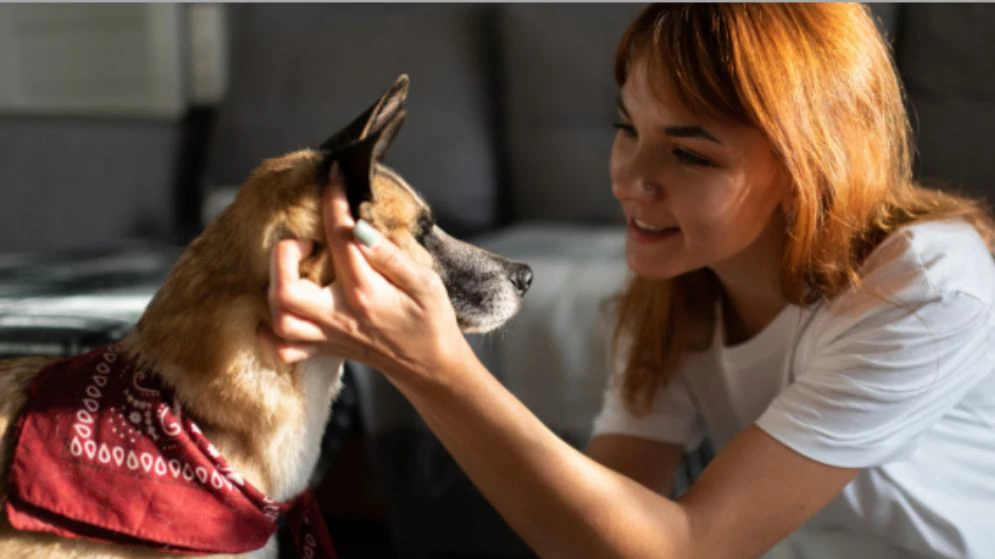 Câncer em pets tem cura? Entenda os tratamentos disponíveis