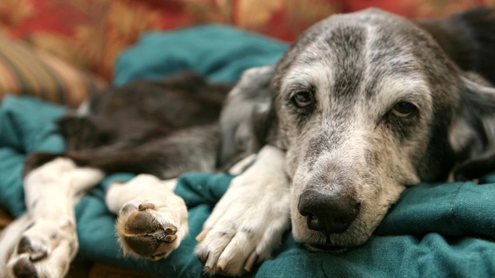 Fevereiro roxo : Mês da conscientização de doenças no pet idoso e doenças neurodegenerativas