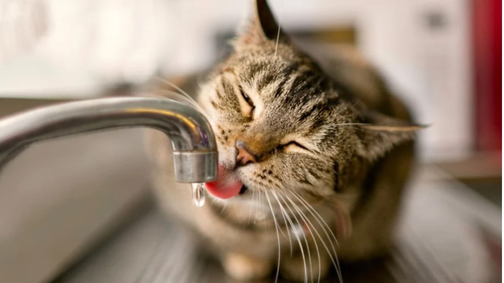 Março amarelo: mês da conscientização e prevenção das doenças renais em pets