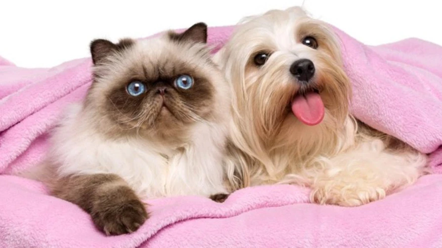 Câncer de mama em cadelas e gatas