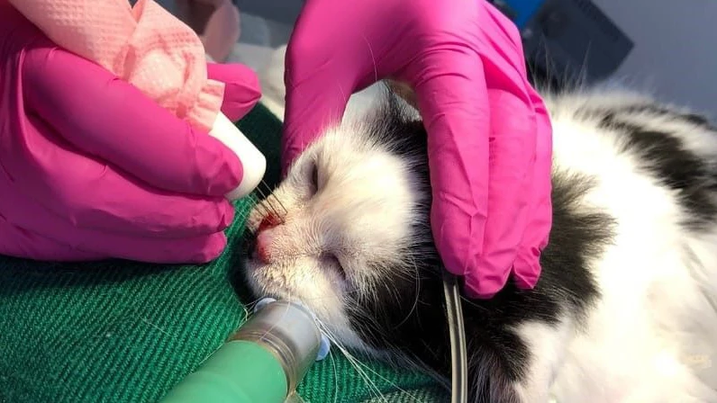 Eletroquimioterapia em cães e gatos: sabia tudo sobre essa técnica