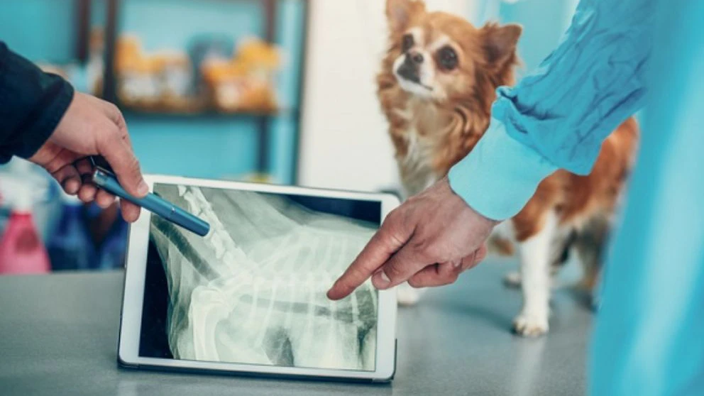 Quando o problema está no coração: conheça os tumores cardíacos em pets