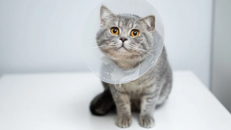 Biópsia: o exame que confirma o diagnóstico em oncologia veterinária