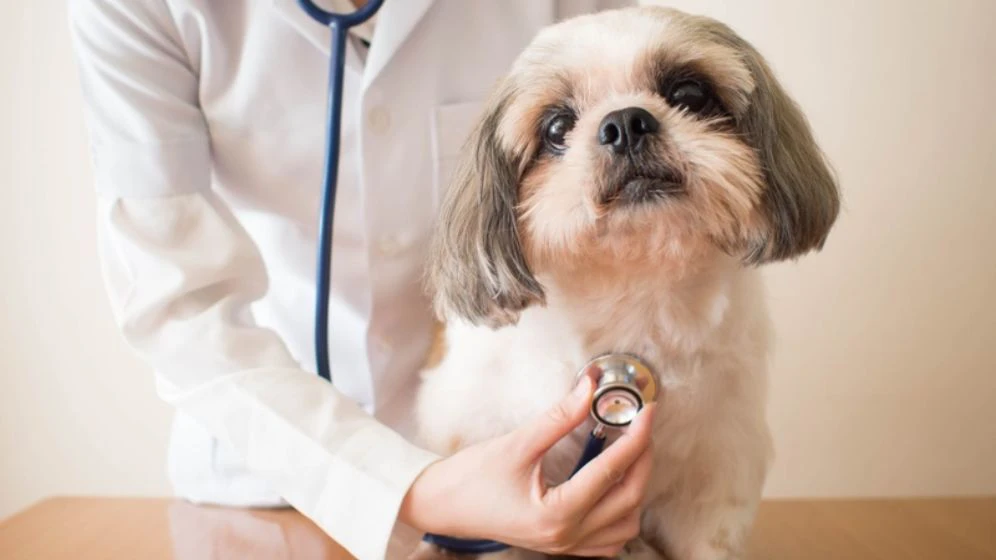 Exames cardiológicos em pets: quando e por que fazer?