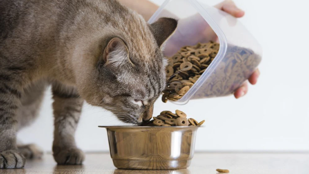 Dietas Específicas para a Saúde Renal dos Animais