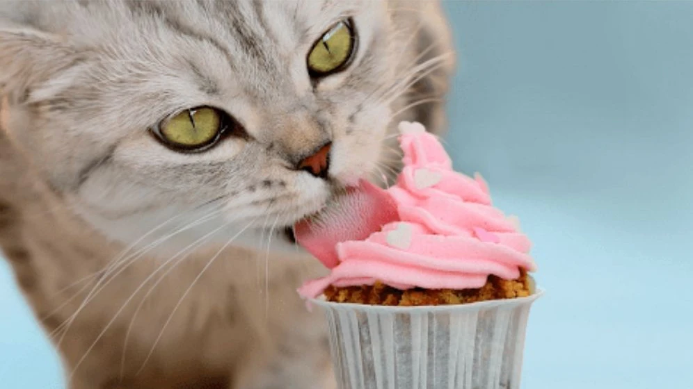 Alimentos Proibidos para seu Gato: Proteja a Saúde do Seu Amigo de Quatro Patas