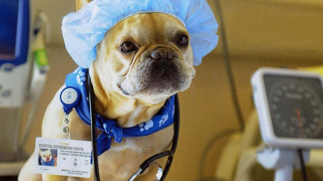 O que você precisa saber antes do seu pet passar por uma anestesia