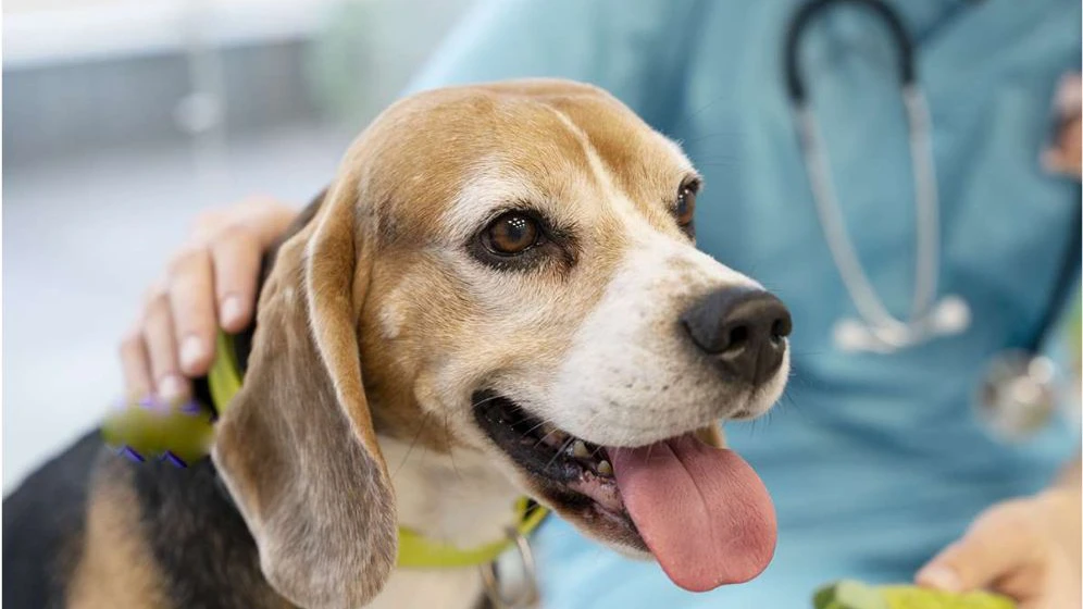 Mitos e verdades sobre o Câncer em pets