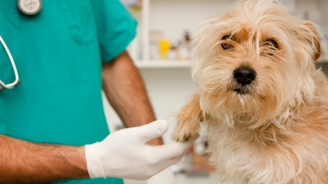 Curiosidades sobre quimioterapia em cães e gatos