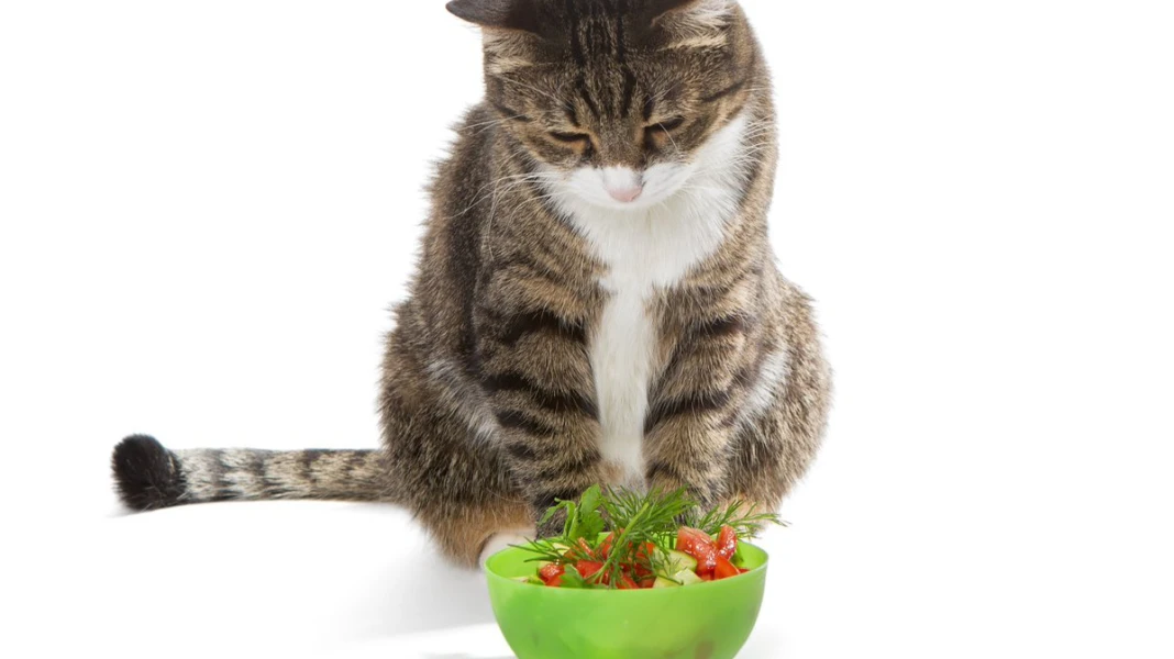 Mantendo a Forma: Guia Prático para um Pet em Dia com a Balança