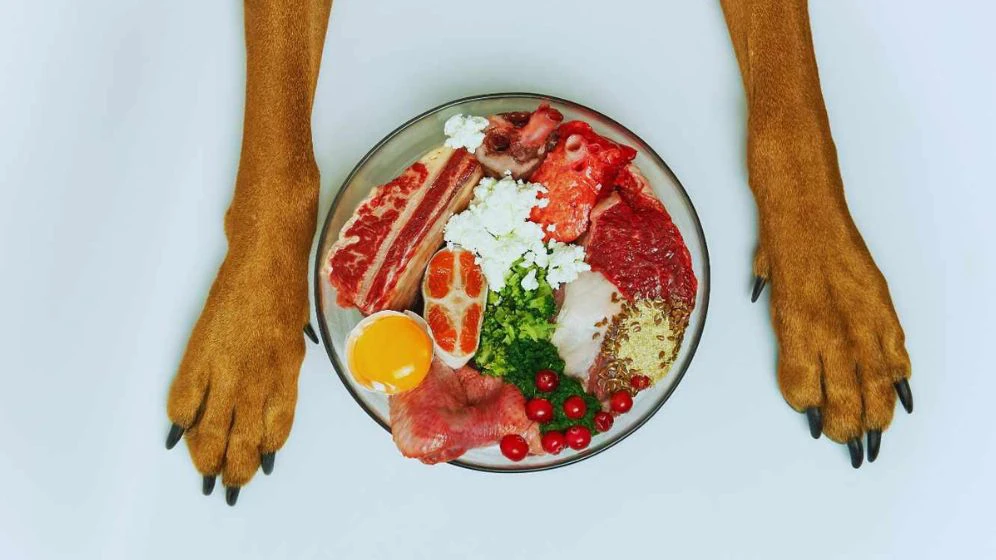 O papel da nutrição em pets com câncer: como a comida pode ser um verdadeiro remédio