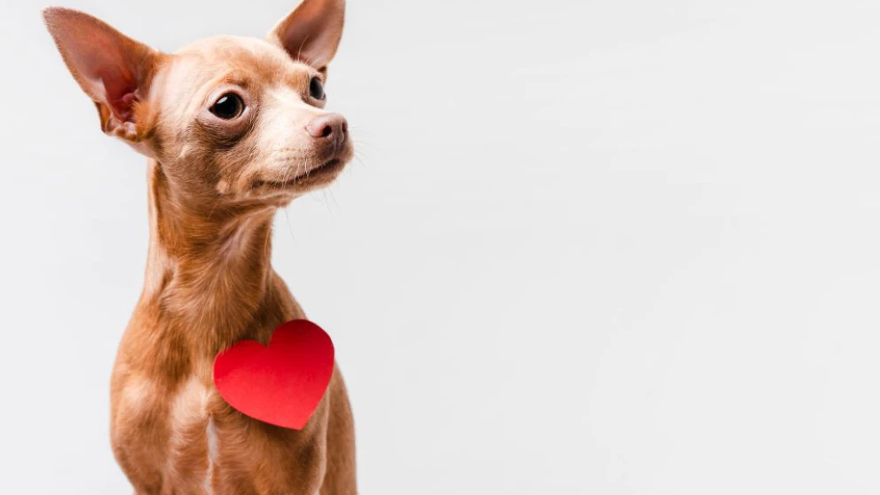 Setembro Vermelho: por que o coração do seu pet merece atenção especial?